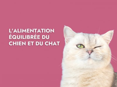 alimentation equilibree